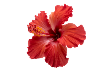 Vibrant red hibiscus flower isolated on white background in detailed close up view