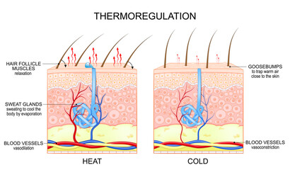 Thermoregulation. Hair follicles, blood vessels, and sweat glands react when skin cools and heats