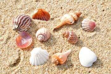 貝殻イメージ（新潟県）