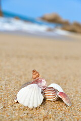 貝殻イメージ（新潟県）