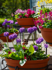 Primroses in pots and planters. Primula, or primrose Bloom in early spring. Primrose Primula Vulgaris
