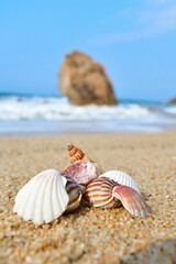 貝殻イメージ（新潟県）