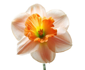 Peach and Orange Daffodil Flower Close-Up