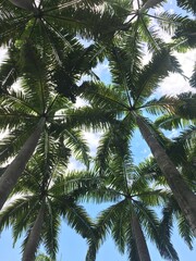 coconut palm tree