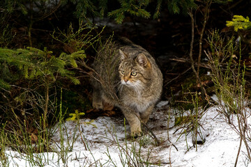 Wildkatze