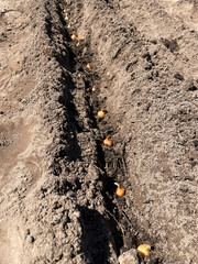Newly planted onion sets in a furrow, awaiting sunlight for growth and harvest.