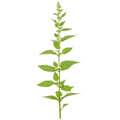 Tall green plant with elongated leaves and small white flowers, showcasing vibrant and healthy appearance. This plant is often found in gardens and natural landscapes, adding beauty to environment