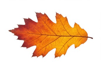 Autumn oak leaf isolated on white background for seasonal design, educational materials, and nature-themed projects.