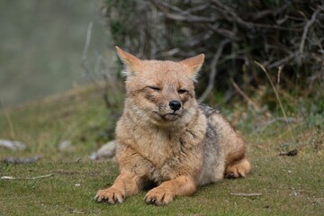 single adult fox in patagonia nature