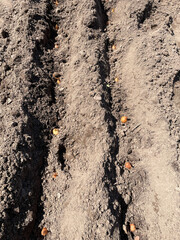 Onion sets carefully planted in rows, waiting for the right conditions to sprout and flourish.