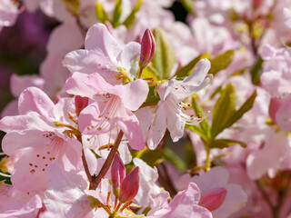 Rhododendron schlippenbachii is a deciduous shrub , a species of the subgenus Pentanthera , section...