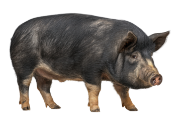 Black and White Berkshire Hog Cutout on PNG