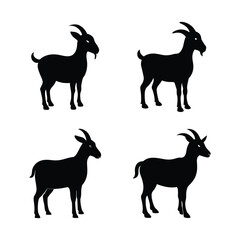 black and white goat