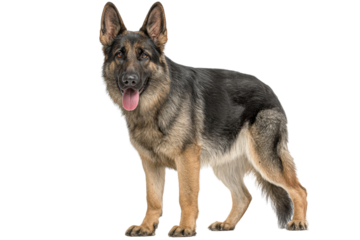 Powerful K-9 with No Background