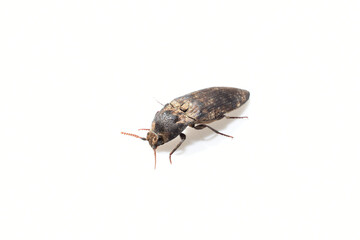 Gray click beetle, side view, on white background.