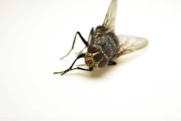 A common grey housefly lies on its side on a white background.