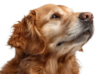Golden Retriever Isolated on Transparent Background