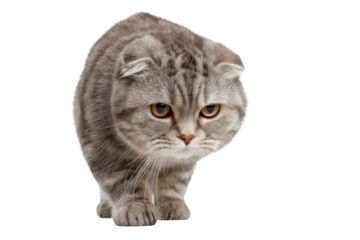 Unique Scottish Fold with No Background