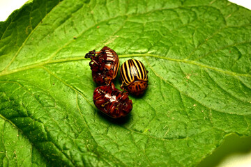 Colorado beetles tucked their paws in, pretending to be dead while lying on a potato leaf.