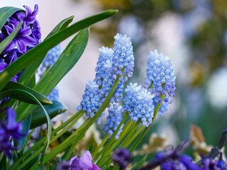 Blue Muscari (sort Ocean Magic) Armeniacum Viola. Many muscari blue flowers in green. Spring muscari hyacinth flowers