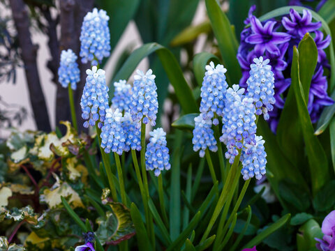 Blue Muscari (sort Ocean Magic) Armeniacum Viola. Many muscari blue flowers in green. Spring muscari hyacinth flowers