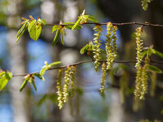 Carpinus betulus blooms in spring time