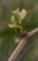austreibende knospe an einer weinrebe