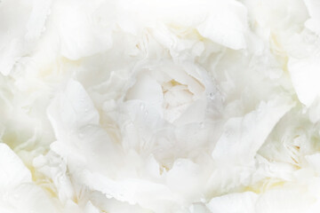 Peony flowers and peony petals after rain.  Floral background.  Close-up.  Nature. 