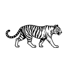Naklejka premium Black and white line drawing of a tiger walking in side profile for design and printing