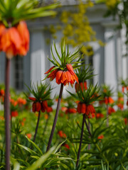 Fritillaria imperialis ( Latin- Fritillaria imperialis ) is a species of monocotyledonous flowering plants included in the genus Fritillaria of the Liliaceae family