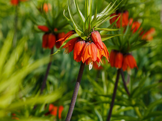Fritillaria imperialis ( Latin- Fritillaria imperialis ) is a species of monocotyledonous flowering plants included in the genus Fritillaria of the Liliaceae family