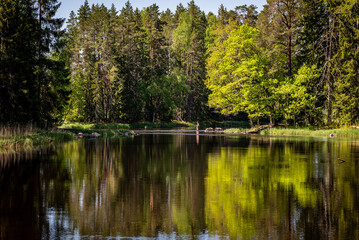 Salmon river landscape in a beautiful summer day.
Swedish river and natural area in summer