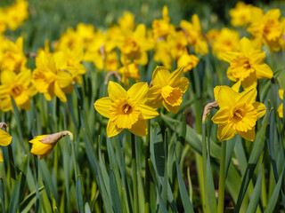 Narcissus ( Latin- Narcissus ) is a genus of monocotyledonous plants from the Amaryllis family