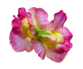 Naklejka premium Vibrant Pink and Yellow Flower Blossom Close-Up