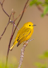 Yellow warbler 