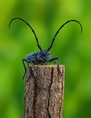 High-resolution macro photograph of Morimus asper, a European longhorn beetle species, captured on...
