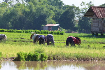 traditional rice farming in Laos