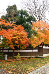 加茂山公園の紅葉（新潟県）