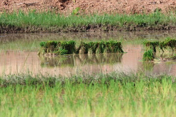 traditional rice farming in Laos