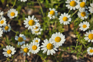 daisies in a field