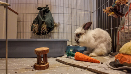 Indoor bunny in its enclosure with a carrot toy, a wooden stool, a hay bag and a food bowl, and a toy made out of plush