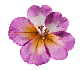 Naklejka premium Close-up of a Delicate Pink and Orange Flower with White Center Petals