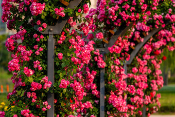 climbing roses in the park