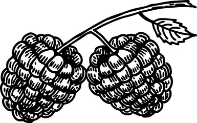 Fototapeta premium Hand drawn ripe raspberries on branch botanical black and white fruit sketch, vintage berry illustration