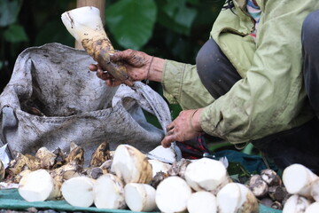 Bamboo shoots selling in Laos