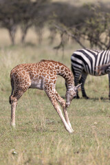 Baby Giraffe with Head by Knees