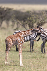 Giraffe Calf Licking nose