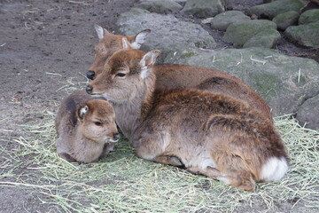 Deer and Fawn Bonding in Zoo 動物園の親子　鹿の家族