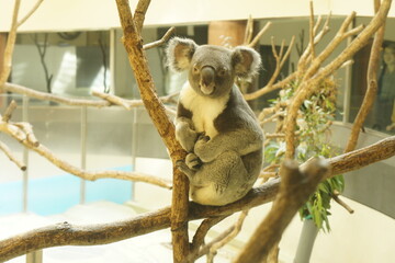 Koala Resting on Tree in Zoo 動物園　木の上で休息するコアラ
