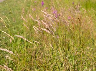 herbes folles